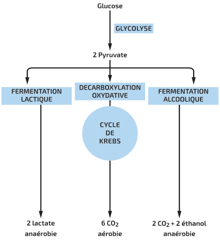 Les différentes voies de fermentation chez les microorganismes, A 
