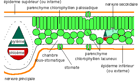 Structure et les formes de la feuille ( La photosynthèse ) 
