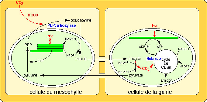 La photosynthèse C4 | Bio