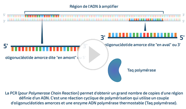 PCR: généralités et animation | RN' Bio